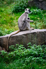 Semnopithecus entellus - Sacred Hulman with cub.