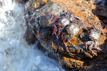 Group of big crabs basking on the volcanic stones