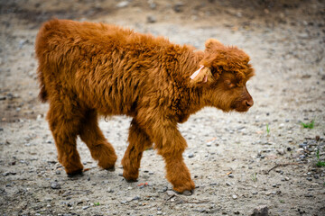 Fototapeta premium Tur domestic long-haired rusty cub.