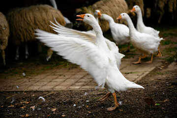 Anser - goose flutters its wings on a farm.