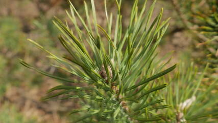 Green fir-tree