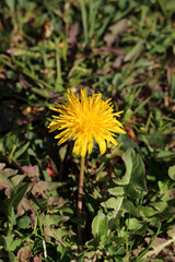 Isolated blooming dandelion flower