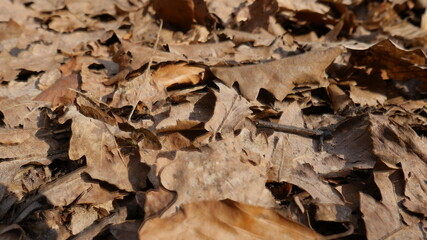 leaves in the forest  