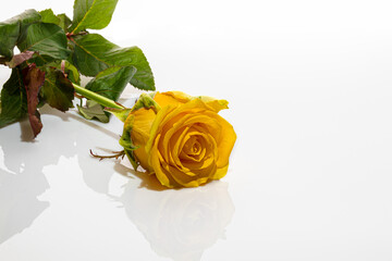 Bouquet of yellow roses on a white background. Mother's Day, Women's Day, Valentine's Day or Birthday. Isolate.