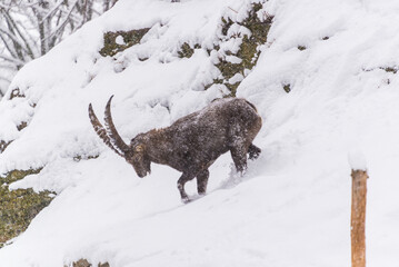 stambecco sotto la neve