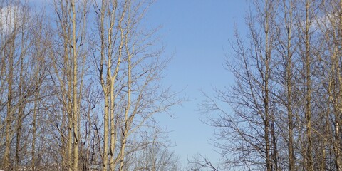 Clear blue sky on a winter day