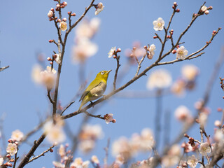 bird on a branch