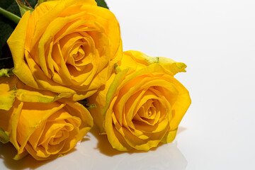 Bouquet of yellow roses on a white background. Mother's Day, Women's Day, Valentine's Day or Birthday. Isolate.