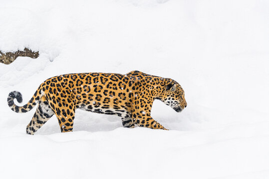 leopardo