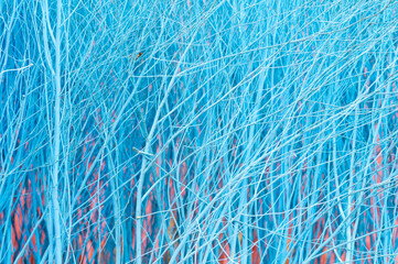 Sky blue color of small dry twigs background