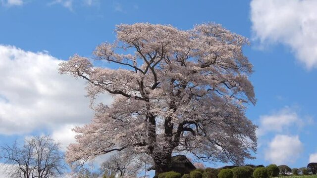 七草木天神桜（福島県・三春町）