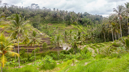 Fototapeta na wymiar Rice fields on terraces in Indonesia, Bali. Rural landscapes.