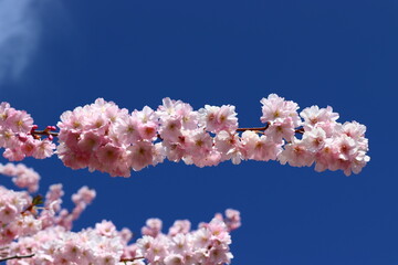 Kirschblütenhimmel