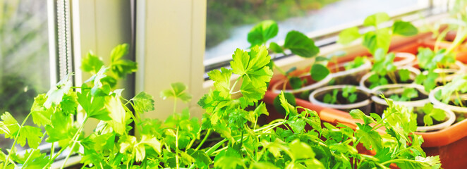 Spring banner with young green plants on the windowsill.