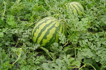 Planta de sandía