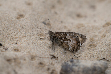 Grayling (Hipparchia semele) resting on sand path in the dunes
