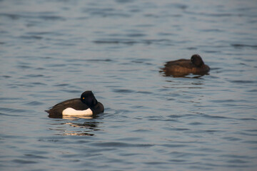Couple of Tufted Ducks (Aythya fuligula) resting on the surface of a lake