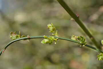 Winter jasmine