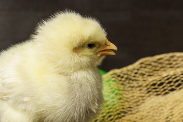 little chicken on a dark wood background with copy space.