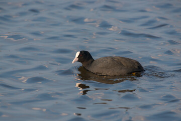 Common Coot (Fulica atra) swimming in water of a lake