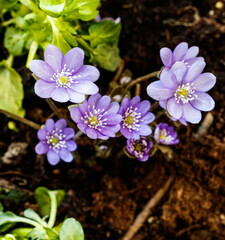 Violet. Macro of the blossom of a hepatica flower.