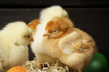 little chickens with easter eggs on a dark wooden