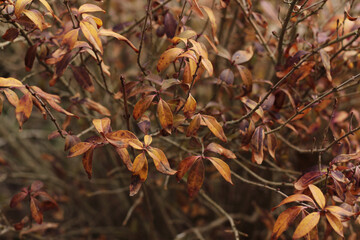 bush with small orange, brown autumn leaves