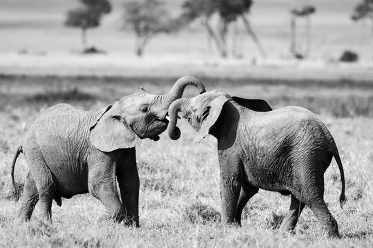 Grayscale Shot Of Two Elephants