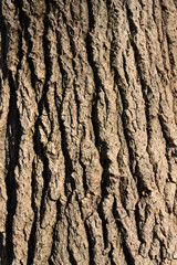White poplar bark
