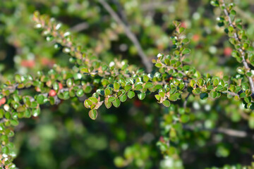 Rock cotoneaster