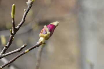 Magnolia tree