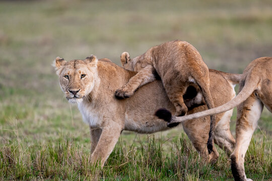 Two Lions Fighting In The Fields