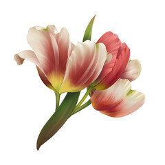 Bouquet of realistic tulips with green leaf on white background