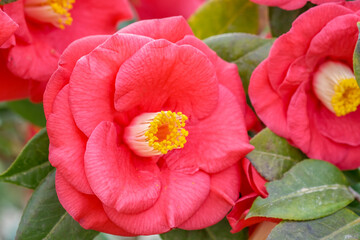 Close up of Pink Camellia flowers. Blooming flower and leaves of Camellia on blurred background. Spring or summer seasons symbol. Healthy tea or oil extract. Copy space.