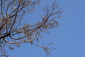 Common hackberry
