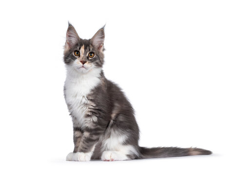 Cute tortie Maine Coon cat kitten, sitting up side ways. Looking curious to camera. Isolated on a white background.