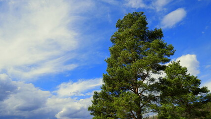 schöne grüne Kiefer vor blauem Himmel mit malerischen weißen Wolken im Frühling