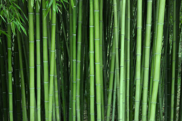 Bamboo trunk background, natural background of Asian forest. Bamboo forest pattern.