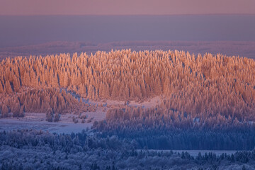 Horizonless Pine Forest Covered with Frost under Snow in Winter in Pink Rays of Sunset Sun Light....