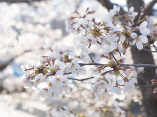 Obraz premium cherry tree blossom