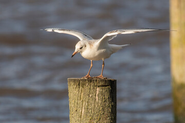 Black-headed Gull (Chroicocephalus ridibundus) juvenile with spread wings on a wooden pole in a lake