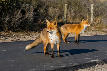 Two Red Foxes (Vulpes vulpes) on a cycle path in the dunes