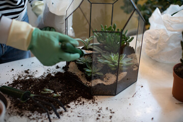 Woman holding mini succulent garden in geometric glass florarium vase , closeup. Mini home garden concept