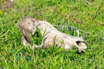 Fototapeta premium The skull of a cattle in the grass. The animal died leaving behind only bones. Skull.