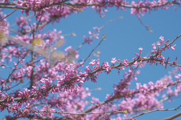 Cercis canadensis or the eastern redbud blooming tree on blue sky background. Redbuds pink flowers in spring season. Pink flowers on the tree branches in garden at sunny day.