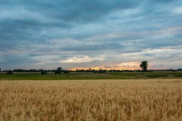Fototapeta premium Oat field and evening clouds on the sky
