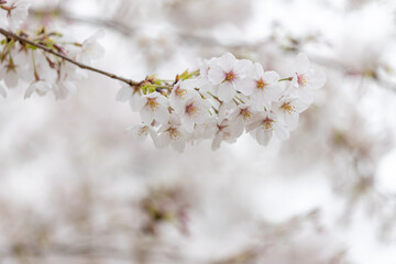 Sakura ( Cherry blossom )