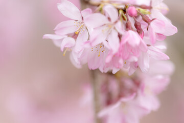 Sakura ( Cherry blossom )