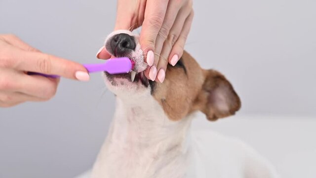 Woman brushing her dog jack russell terrier teeth on white background.