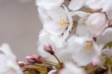 Sakura ( Cherry blossom )
